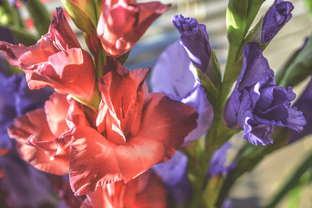 fleurs planter au printemps - vivaservices vous recommande de planter des bulbes : résistantes et esthétiques