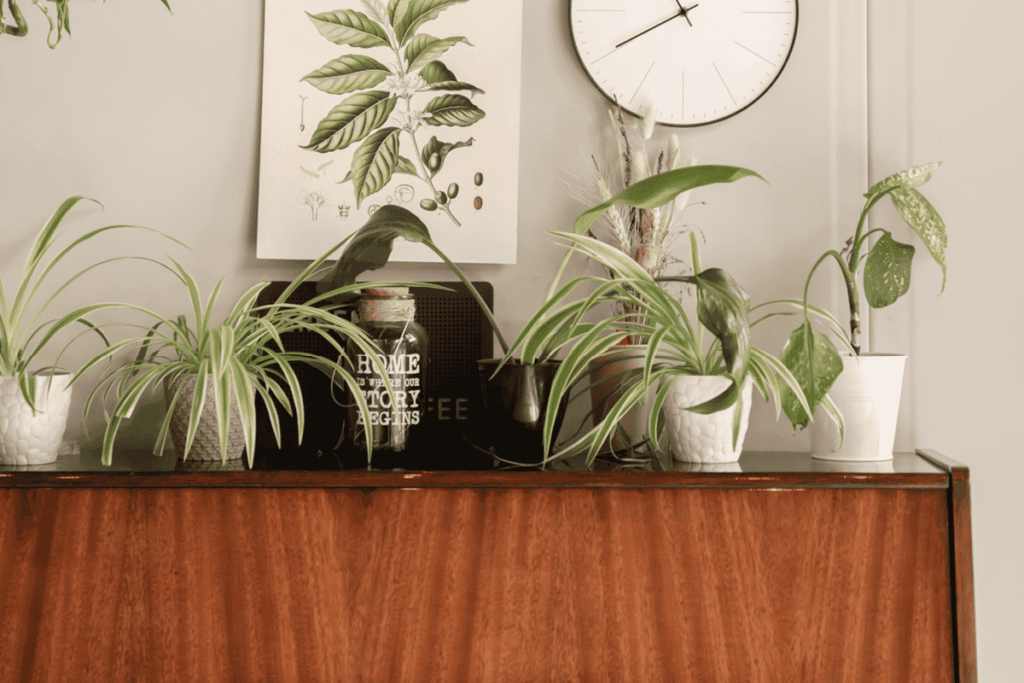 conseils vivaservices : plantes intérieur purifiantes