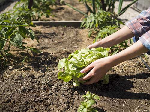 Jardinier pour entretenir le potager