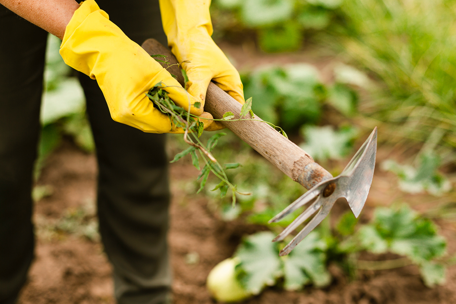 un désherbage du jardin naturel et efficace